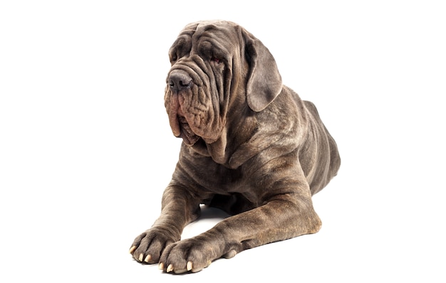 Mastiff italien sur blanc