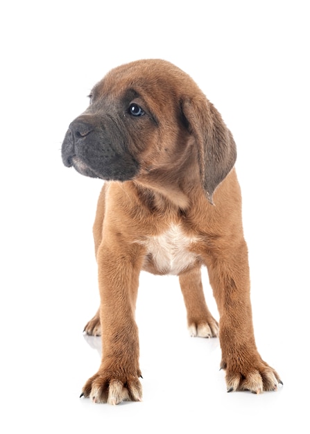 Mastiff italien chiot devant fond blanc