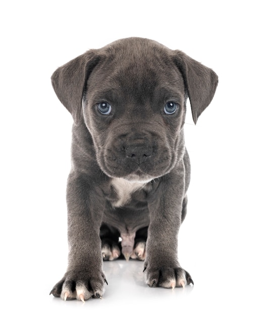 Mastiff italien chiot isolé sur blanc