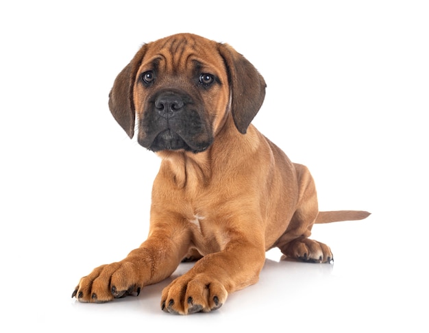 Mastiff italien chiot isolé sur blanc