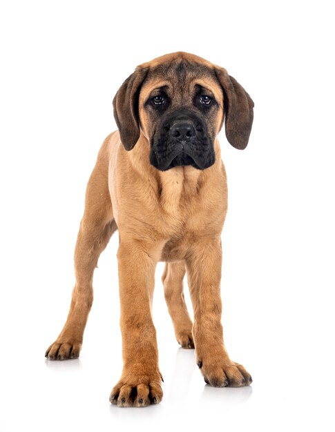 Mastiff italien chiot isolé sur blanc