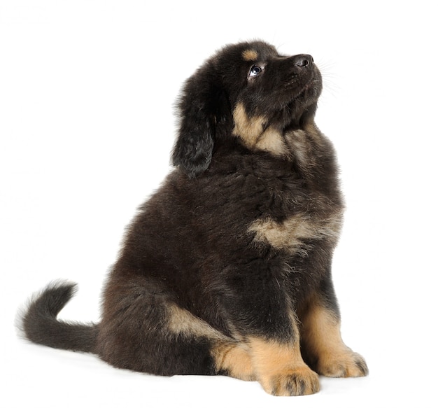 Mastiff tibétain chiot noir sur mur blanc en levant