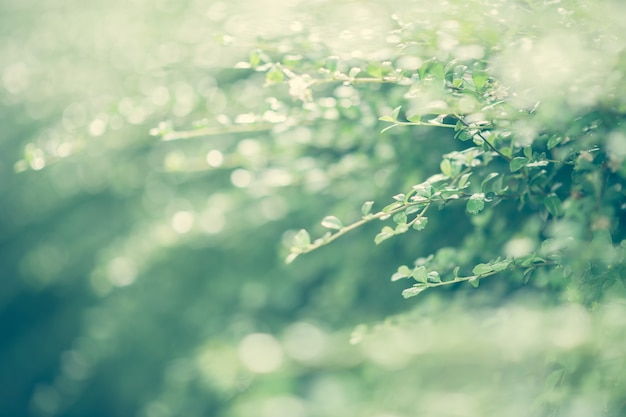 Masum. Feuille verte fraîche sur fond de verdure floue