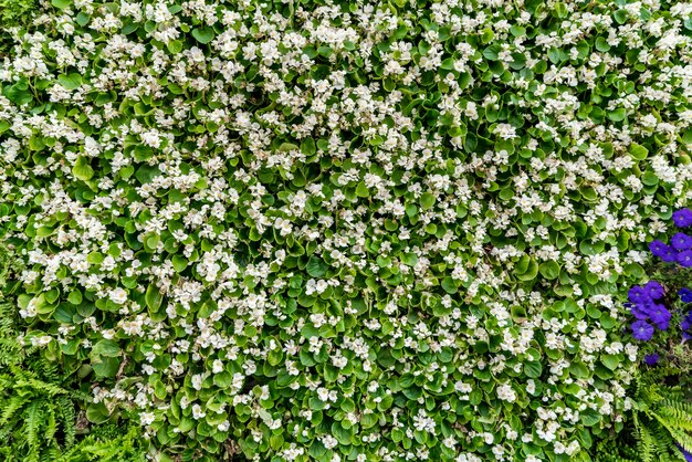 Matériel de fond de mur de fleurs et de plantes