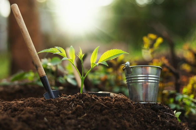 Photo matériel pour planter des plantes et faire pousser des plantes sur le sol