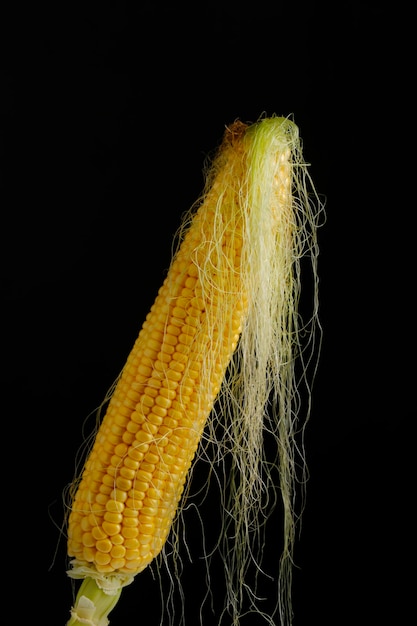 Matières premières de l'oreille de maïs mûr fond sombre closeup