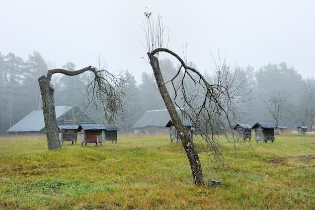 Matin d'automne au village