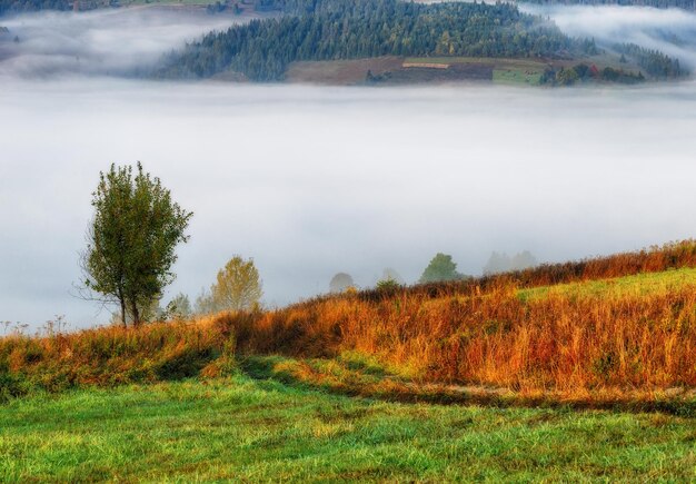 matin d'automne brumeux dans les montagnes des Carpates