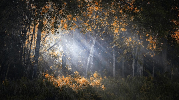 Matin d'automne brumeux en forêt