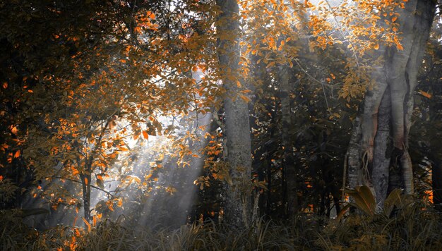 Matin d'automne brumeux en forêt