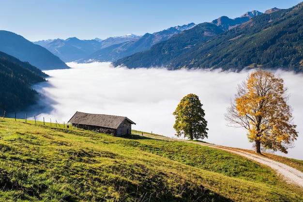 Matin d'automne brumeux sur la montagne et les grands arbres solitaires vue depuis le chemin de randonnée près de Dorfgastein Land Salzbourg Autriche