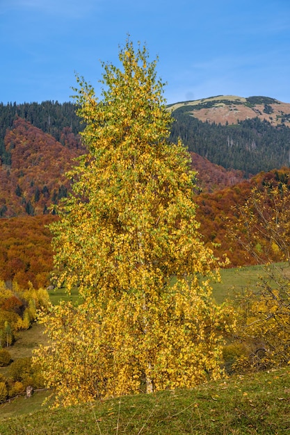 Photo matin d'automne carpates calme scène pittoresque ukraine paisible voyage nature saisonnière et campagne beauté concept scène