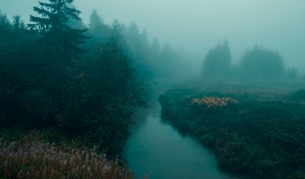 Matin d'automne mystique brumeux dans la forêt sur la rivière Lemovzha dans le district de Volosovsky de la région de Leningrad en Russie