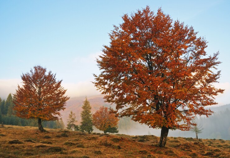 Photo matin brumeux à l'automne carpates