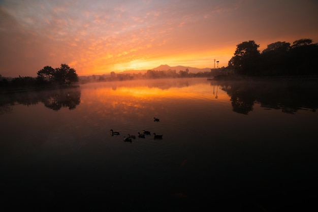 Un matin brumeux avec des canards nageant dans l'eau