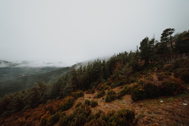 Matin brumeux dans une forêt d'automne