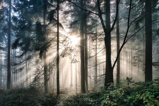 matin brumeux dans la forêt