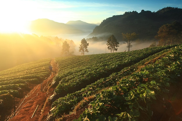 Photo matin brumeux dans le jardin de fraises à la montagne doi ang khang chiangmai thaïlande