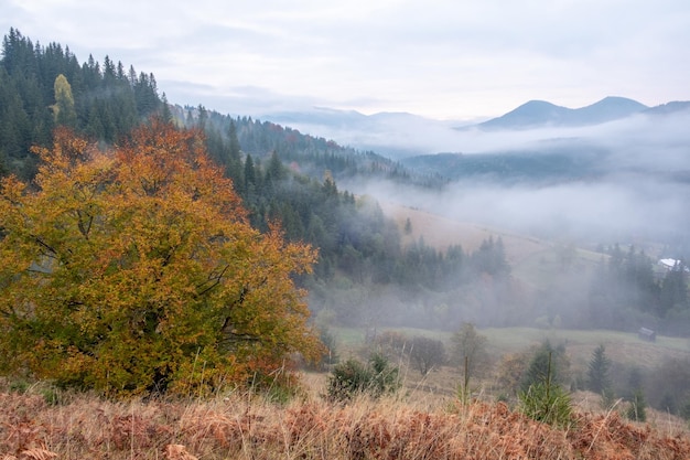 Matin brumeux dans les montagnes des Carpates en automne Brouillard blanc sur la chaîne de montagnes de rêve couverte de forêt verte