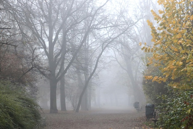 Matin brumeux dans le parc un jour d'automne