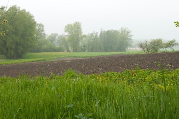 Matin brumeux, herbe rosée au premier plan