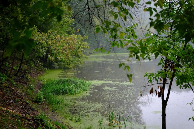 Matin brumeux sur un lac avec des arbres verts