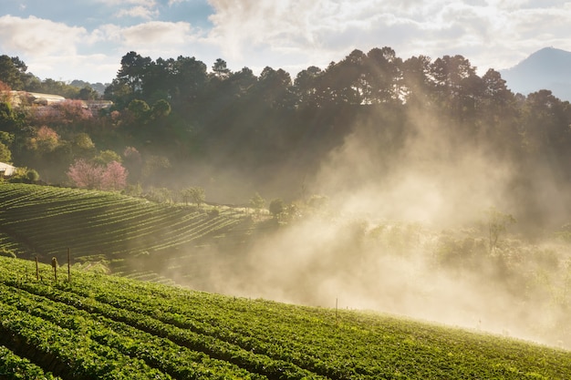 Matin brumeux, lever soleil, dans, jardin fraise, vue, de, brume matinale, à, Doi, Angkhang, montagne