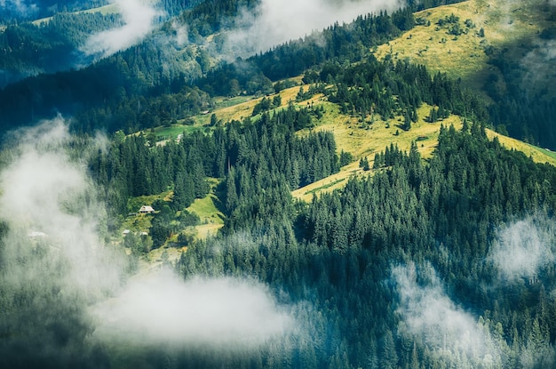 Matin brumeux paysage de montagne d'été incroyable fond hipster avec sapins et nuages