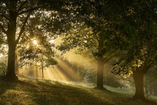 matin dans les bois