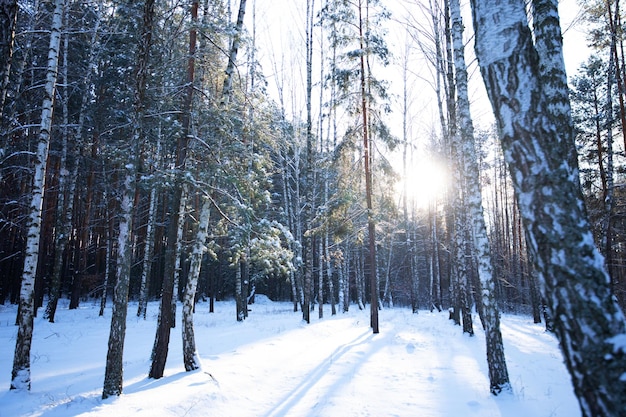 Matin dans la forêt d'hiver Lever du soleil Magnifique paysage d'hiver