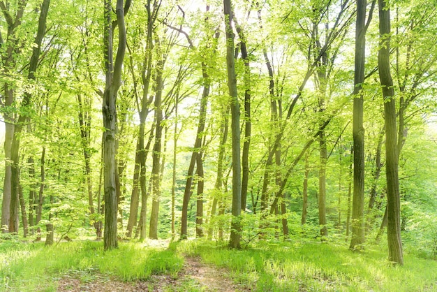 Matin dans la forêt printanière ensoleillée avec soleil et arbres verts