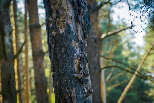 Matin dans la forêt