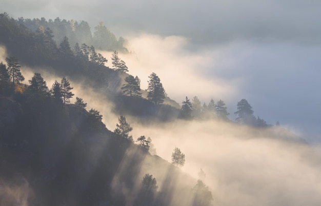 Matin dans les montagnes brouillard dans la vallée et forêt sur la pente rayons de lumière