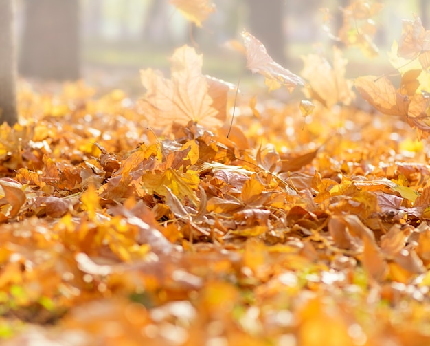 matin dans le parc avec des feuilles d&#39;érable jaunes tombées sèches