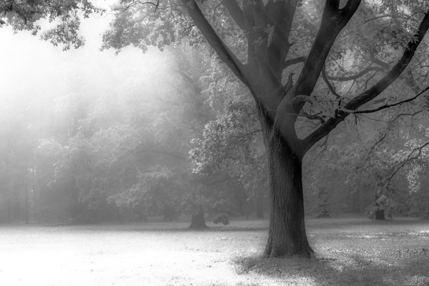 Matin dans le parc