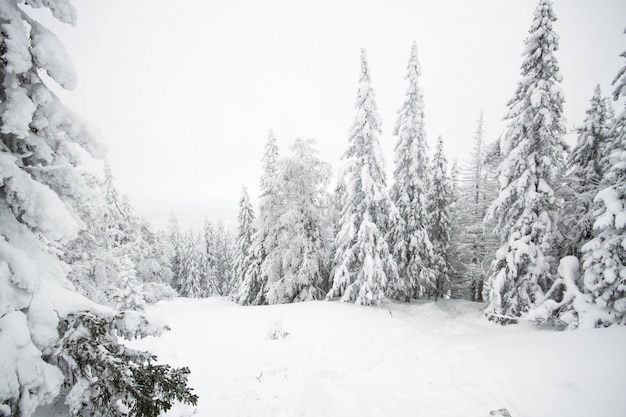 Matin enneigé de Noël dans les bois