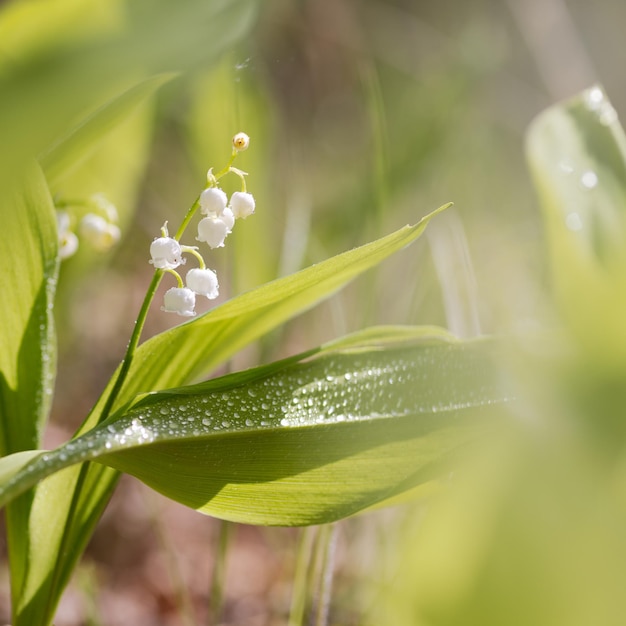 Matin d'été ou de printemps Belles fleurs sauvages Mise au point sélective Faible profondeur de champ