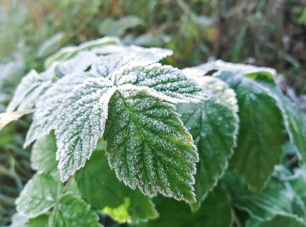 Le matin, le gel a gelé les feuilles de framboise vertes. Les feuilles du framboise sont couvertes de gel.