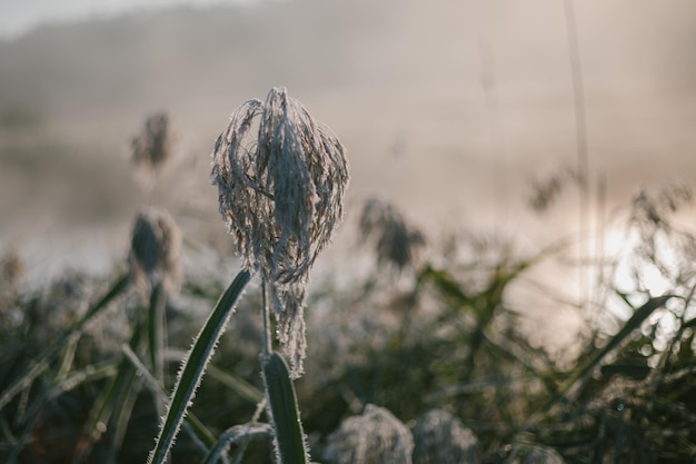 Photo un matin glacé avec le soleil derrière l'herbe