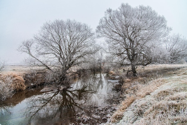 Matin glacial au bord de la rivière