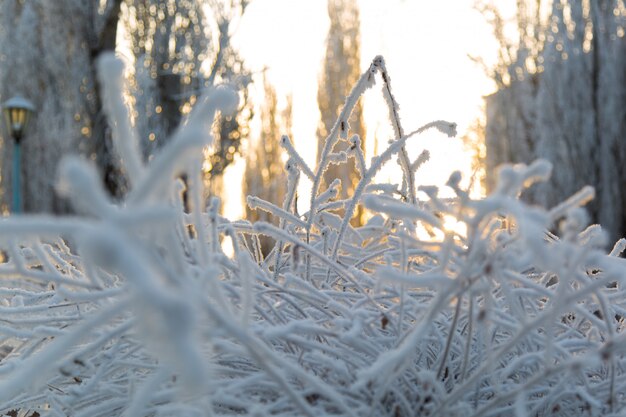 Matin glacial en ville.