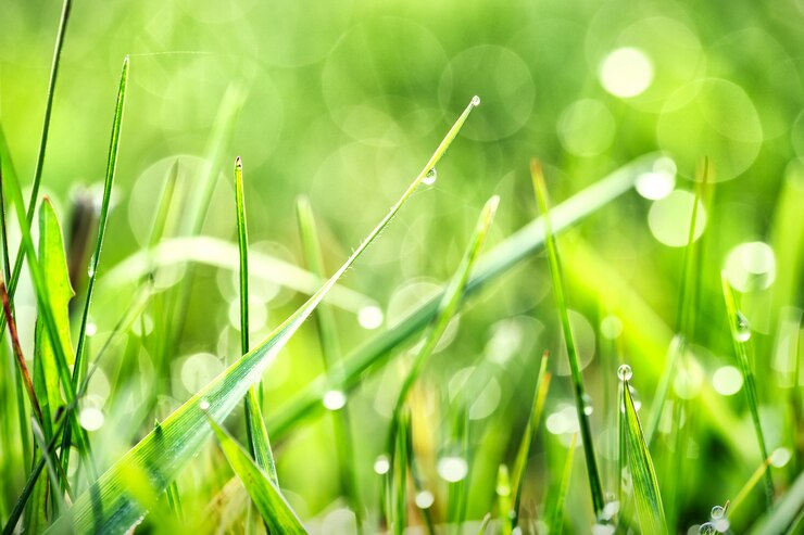 Photo matin d'herbe verte