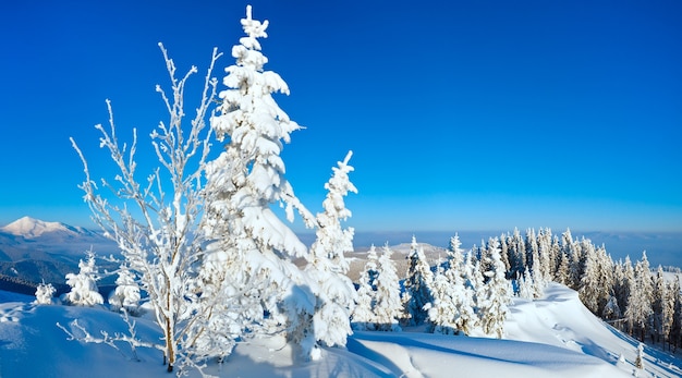 Matin hiver calme paysage de montagne avec des sapins sur la pente (Carpates, Ukraine).