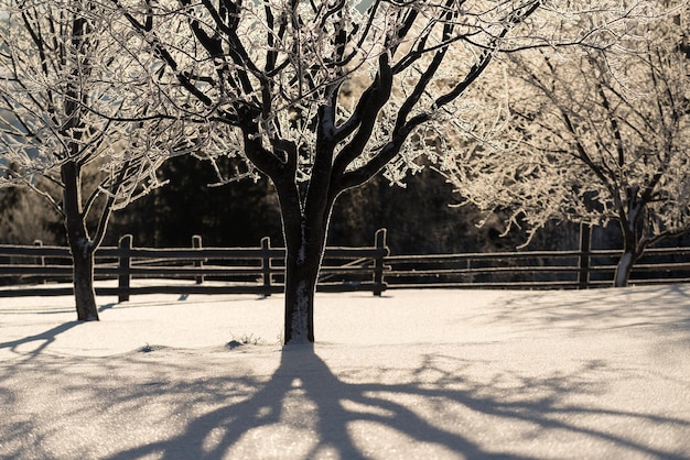 Matin d'hiver glacial dans un jardin rural avec des arbres couverts de givre scintillant au soleil