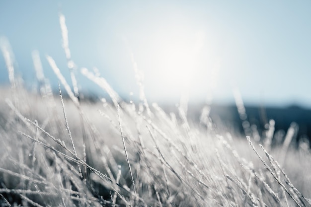 Matin d'hiver glacial macro concept d'arrière-plan par temps froid Herbe gelée sur les champs Paysage gelé d'hiver