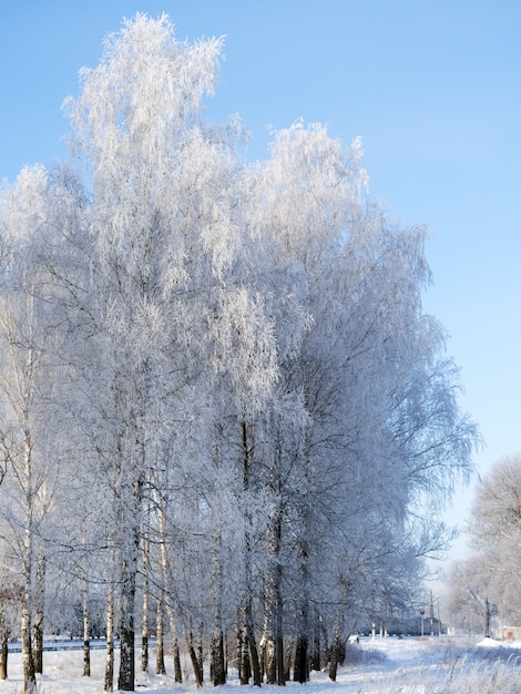 Matin d'hiver glacial. Paysage de bouleaux enneigés