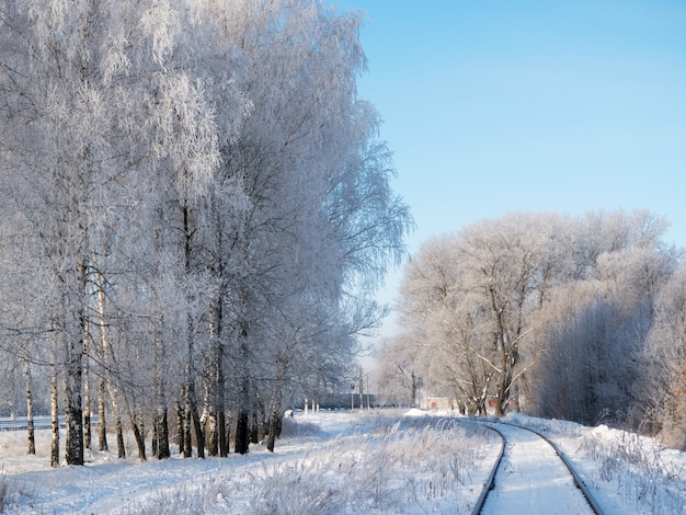 Matin d'hiver glacial. Paysage de bouleaux enneigés