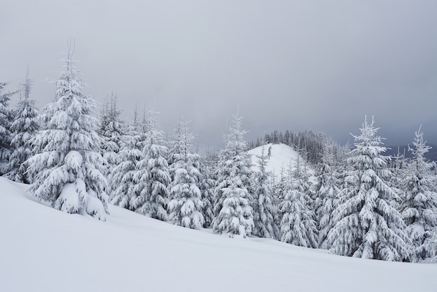 Matin hiver paysage de montagne calme avec de beaux sapins de glaçage et piste de ski à travers les congères sur la pente de la montagne Carpates, Ukraine