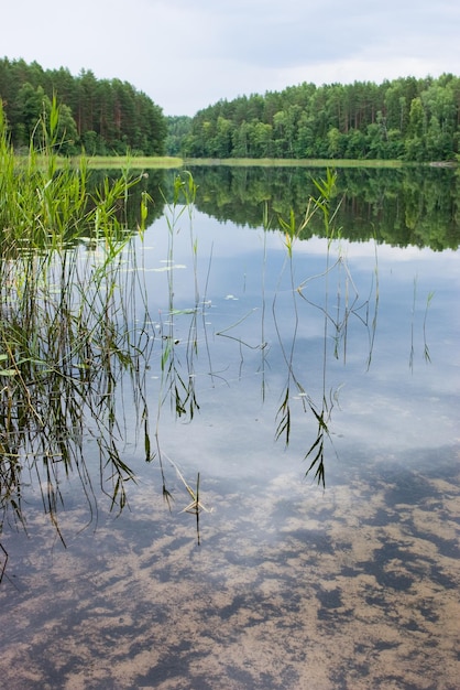 Matin sur le lac de la forêt