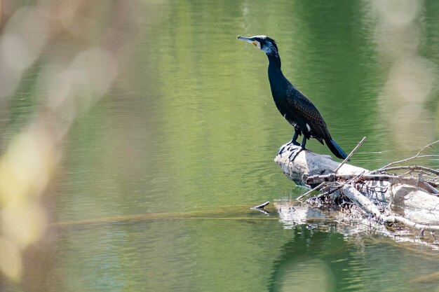 Matin mystique de la fin du printempsLe grand cormoran Phalacrocorax carbo connu sous le nom de grand cormoran noir